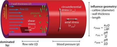 Blood Flow Forces in Shaping the Vascular System: A Focus on Endothelial Cell Behavior